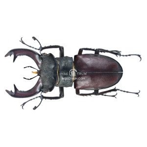 LUCANUS CERVUS